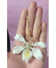 Conjunto vaca blanca