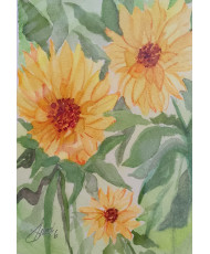 Girasol